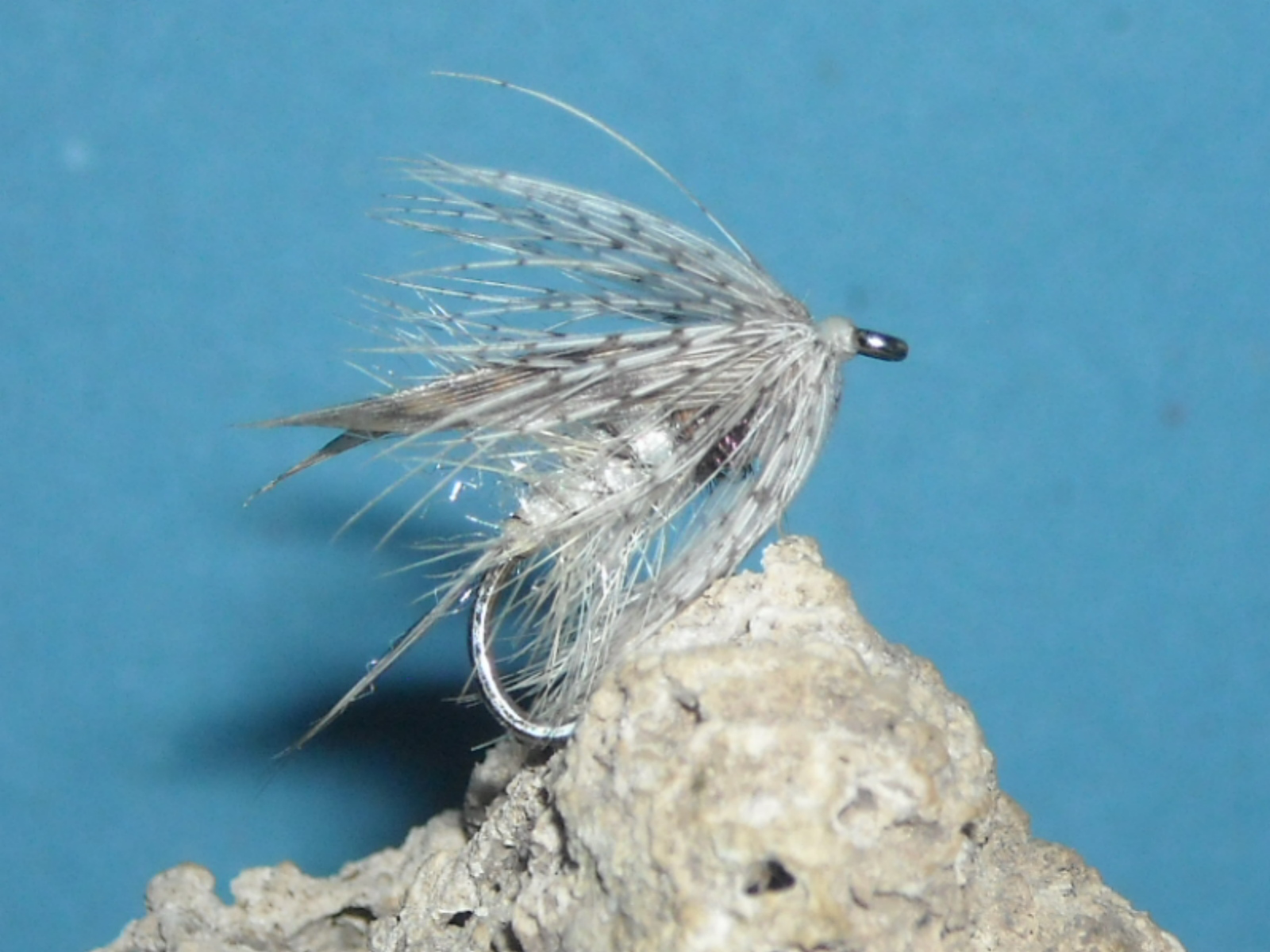 mokra muska 19