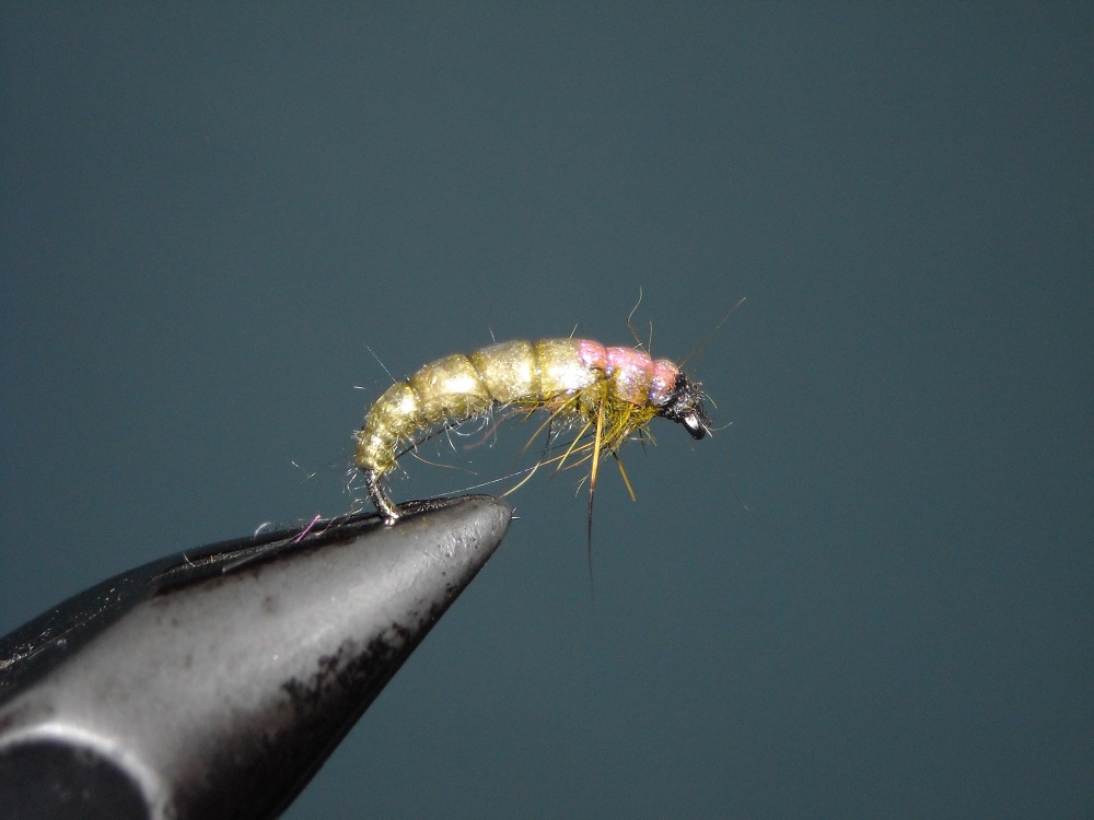 larva potocnika