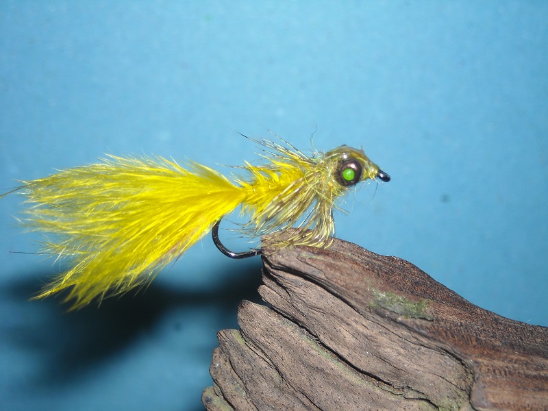olivova larva vazky 13