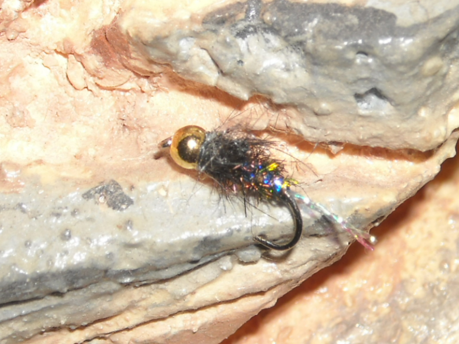 RSCN1551