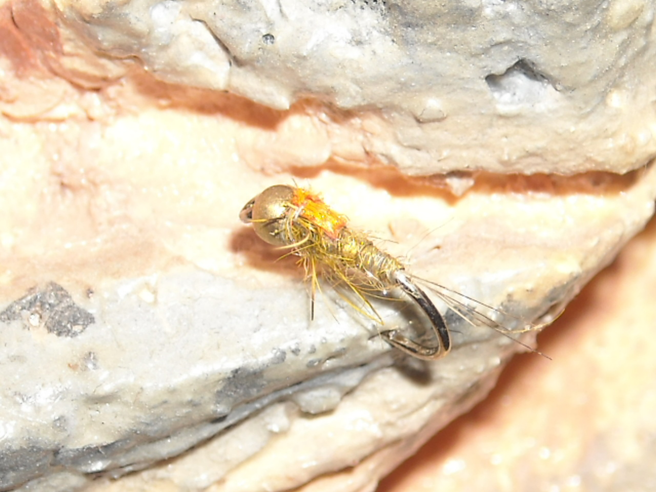 RSCN1555