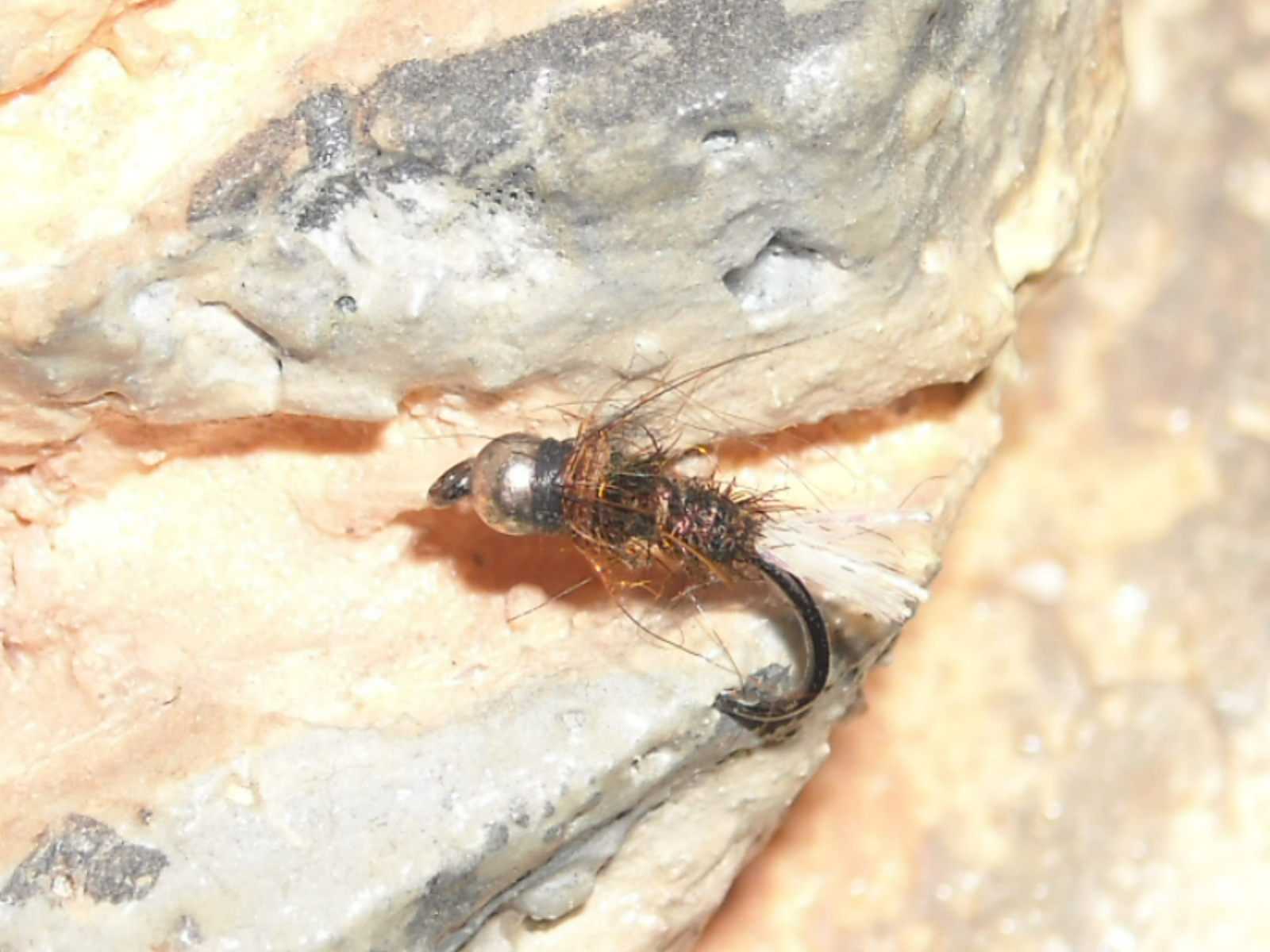 RSCN1557