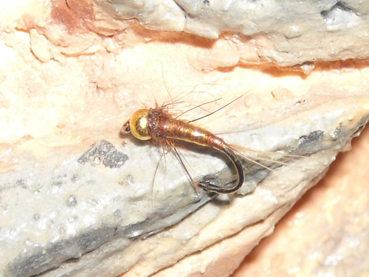 RSCN1561