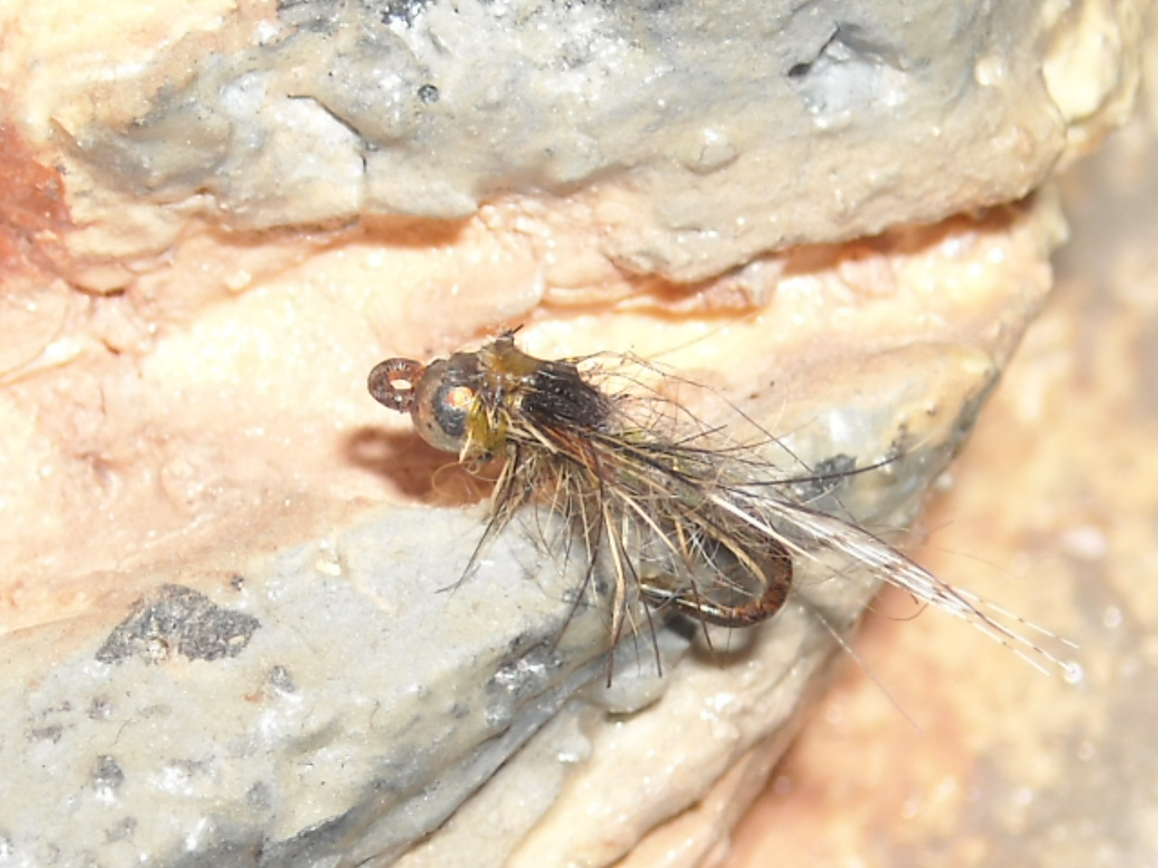 RSCN1563