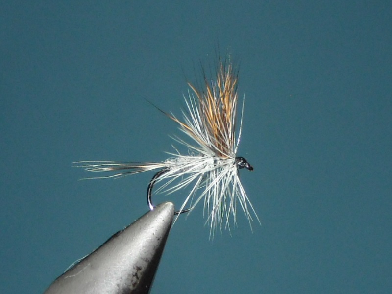 RSCN1688