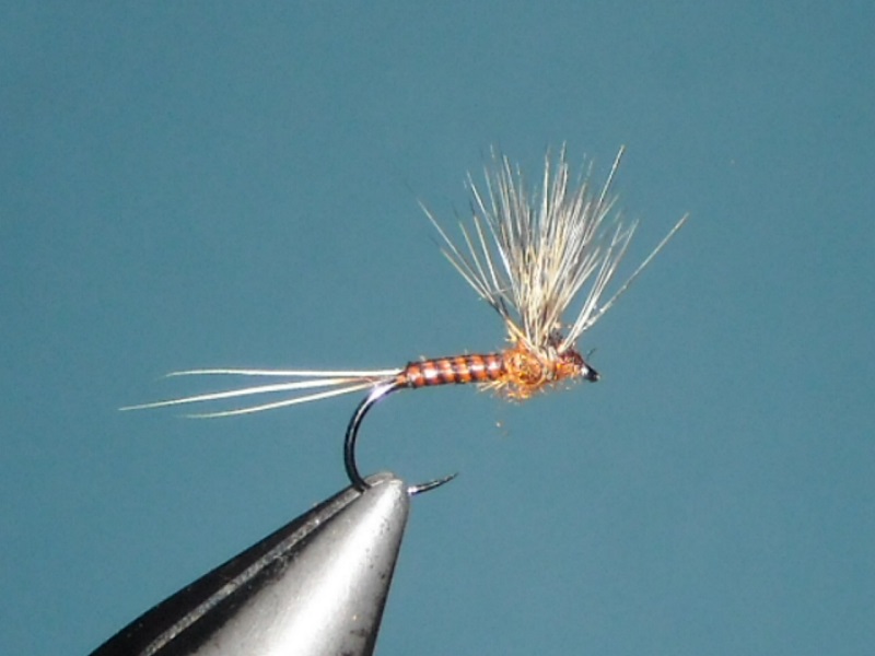 RSCN1696