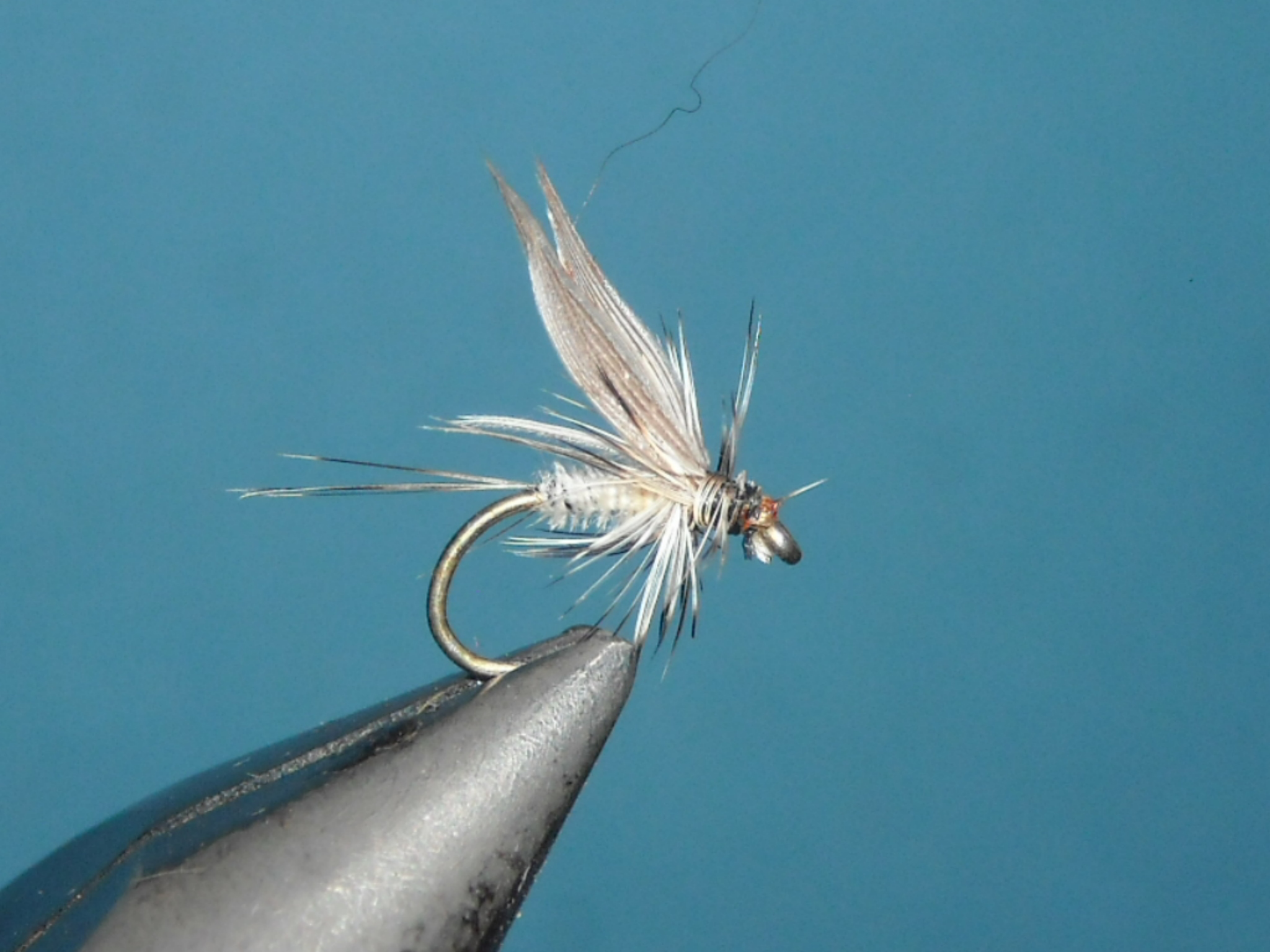biela podenka 3