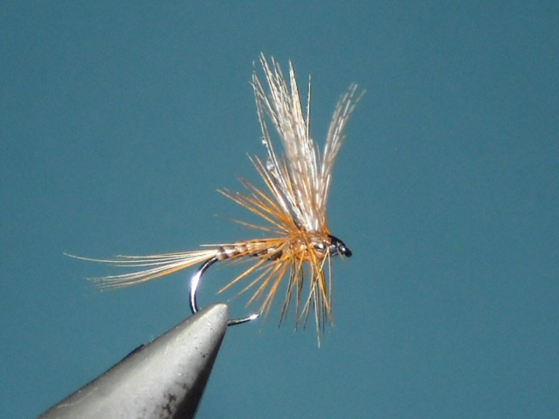 RSCN1704