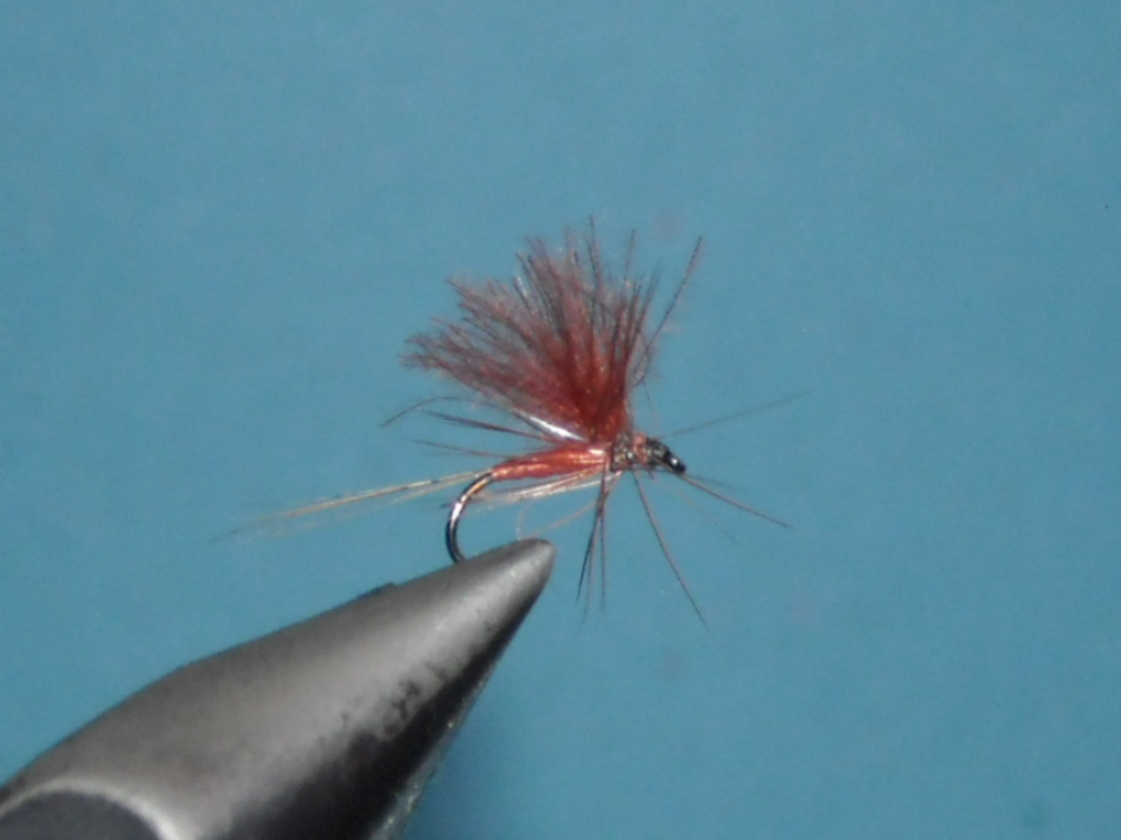 podenka skoricovy padacik 5