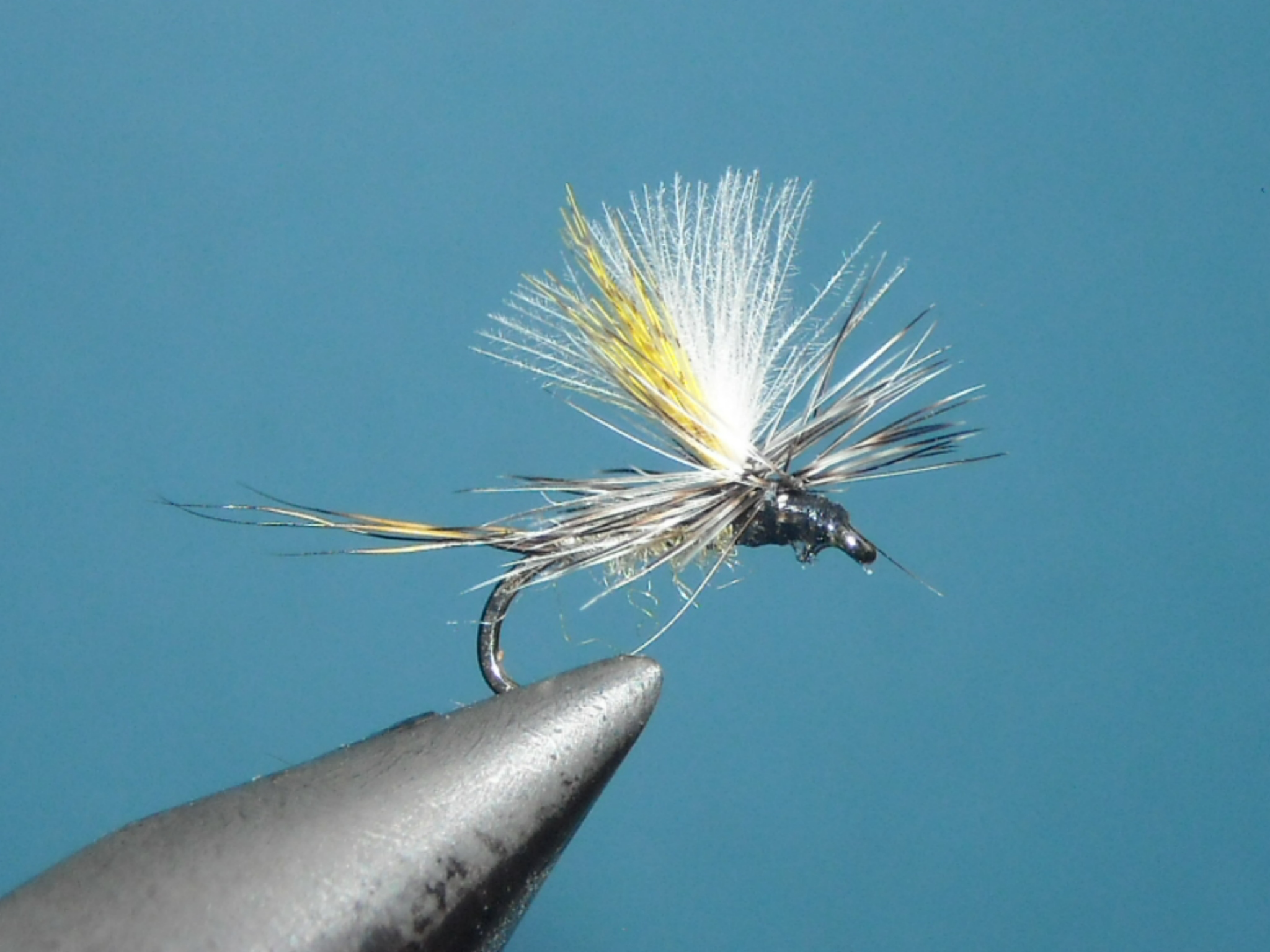 grizzly podenka 8